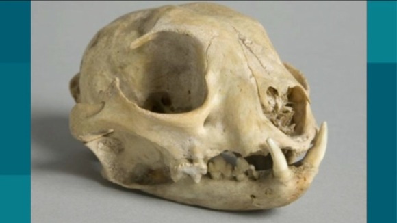 Remains of Canadian Lynx found in museum vaults.
