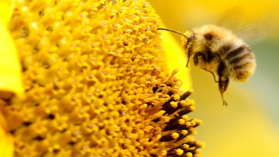 Bee collects nectar from a sunflower 