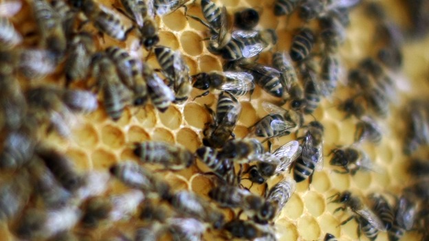 Bees crawl on a honeycomb