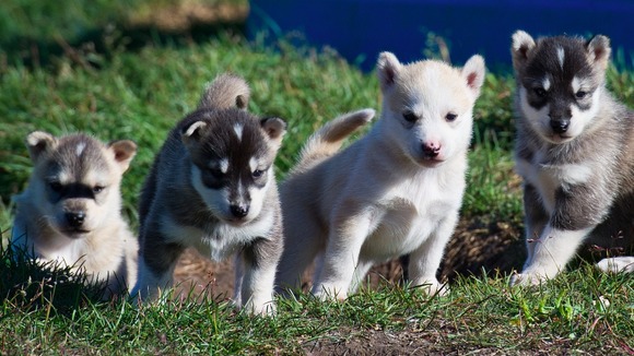 puppies