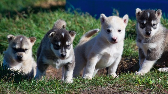 puppies