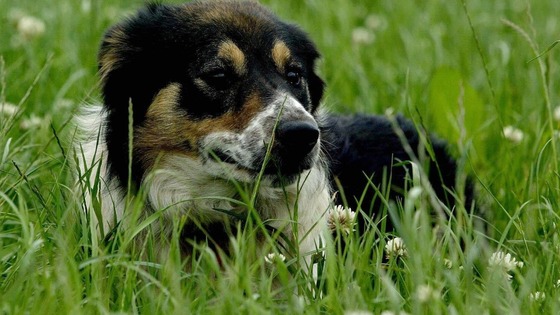 dogs