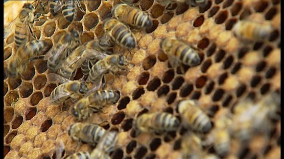 bees