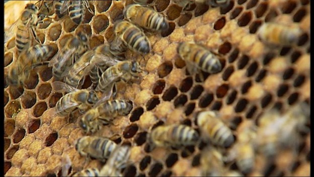 bees