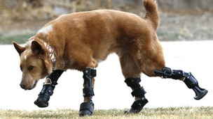 Naiko runs around at his home in Colorado 