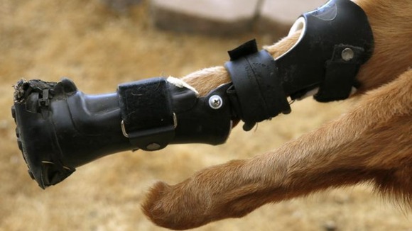 Naiko lost his poors when he was abandoned as a puppy in a house which was scheduled for foreclosure