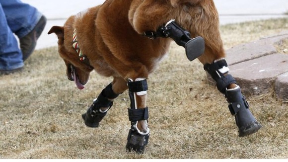 Naiko had his back legs fitted first