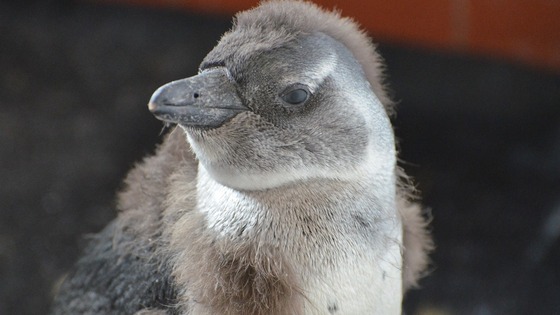 Bamm-Bamm has been hand reared by keepers