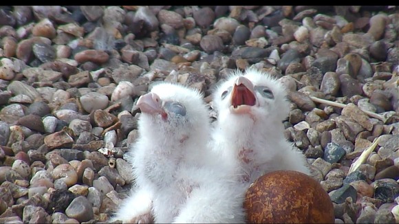 Both hatched in the early hours of this morning