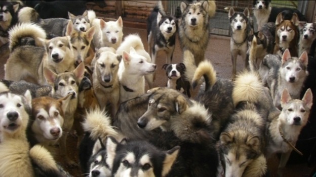 Dogs
