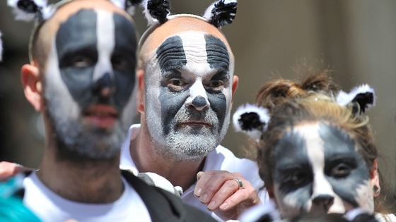 DEFRA badger flash mob protest against cull