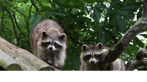 Racoons, Drusillas, East Sussex