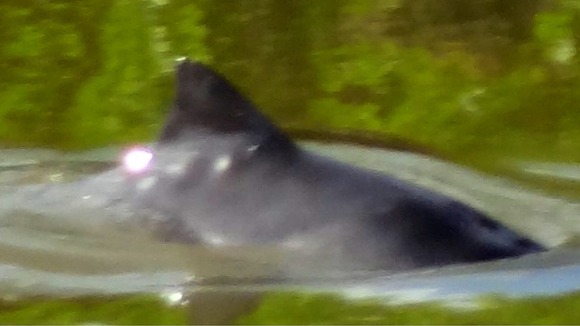 Dolphin