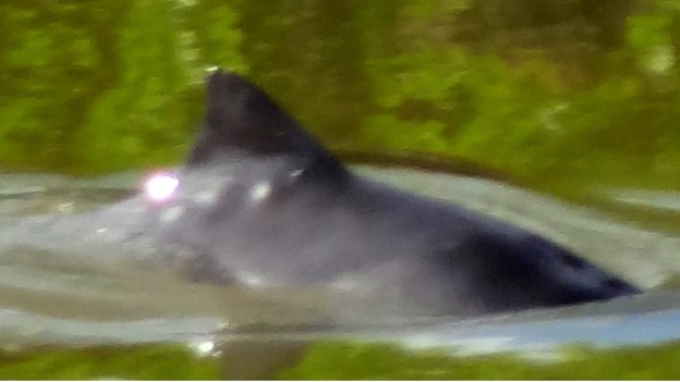 Dolphin