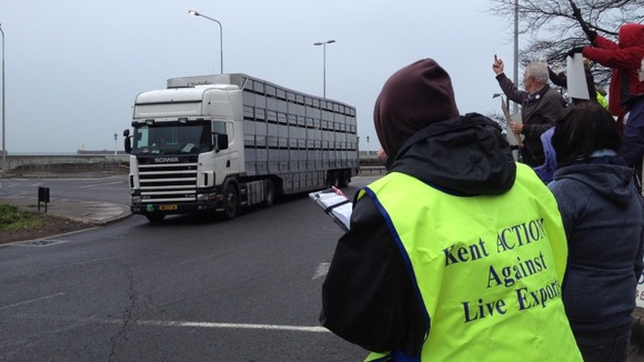 The first truck carrying sheep for live animal export arrives at Dover Port.