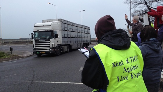 The first truck carrying sheep for live animal export arrives at Dover Port.