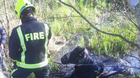 Firefighters rescue Mungo the horse