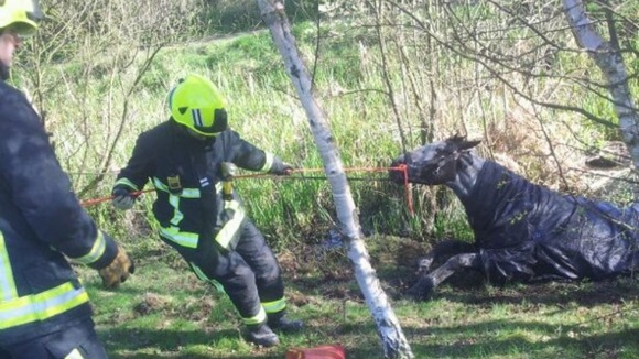 Firefighters rescue Mungo the horse