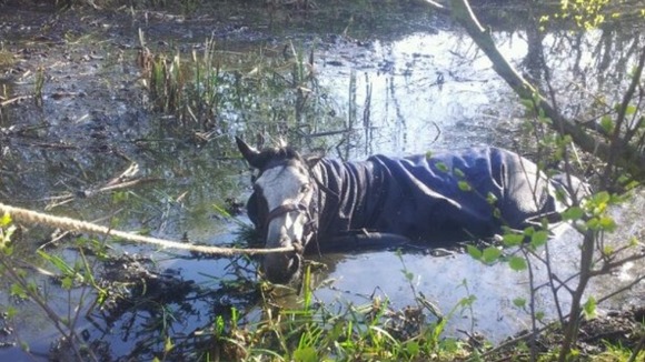 Mungo the horse stuck in the pond