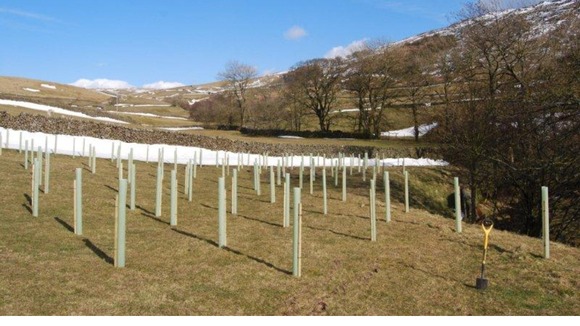 Roskell Wood