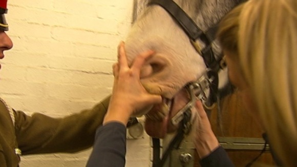 The Blue Cross grooms check a horses teeth