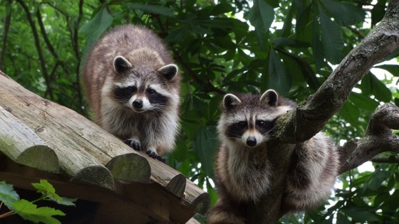 Missing racoons