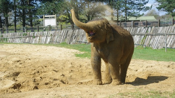 Elephant in the sun