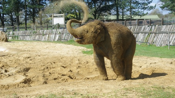 Elephant in the sun