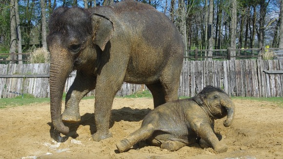 Elephant in the sun
