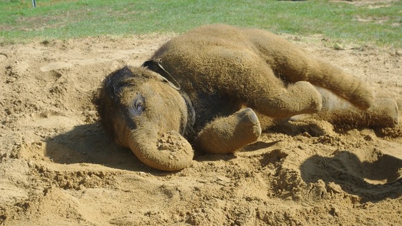 Elephant in the sun