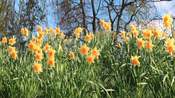 Daffs in the sun at Dudley Priory.