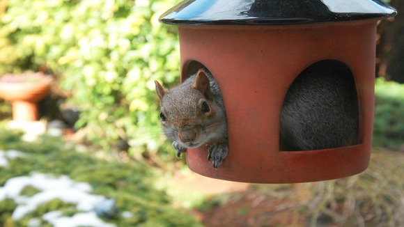 Squirrel peeping out from his squirrel feeder