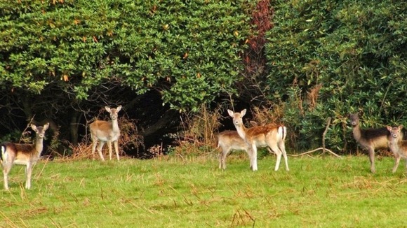 Fallow deer at Margam Park