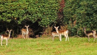 Fallow deer at Margam Park