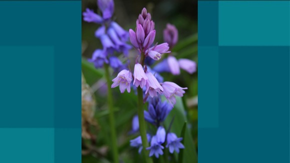 Bluebells