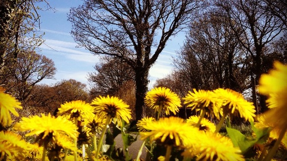 Dandelions