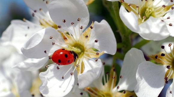 Ladybird on pear blossom