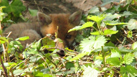Baby fox in the undergrowth