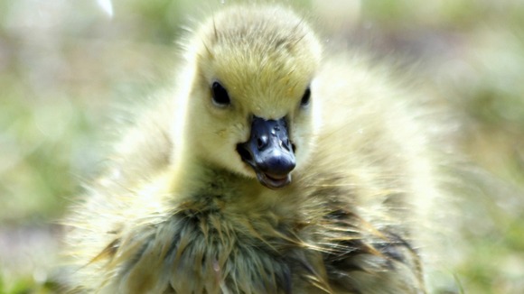 Damp gosling drying out in the sunshine