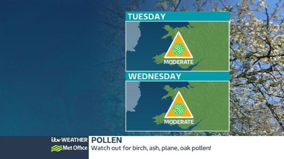 Pollen