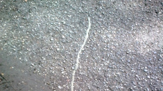 Oak Processionary Moth