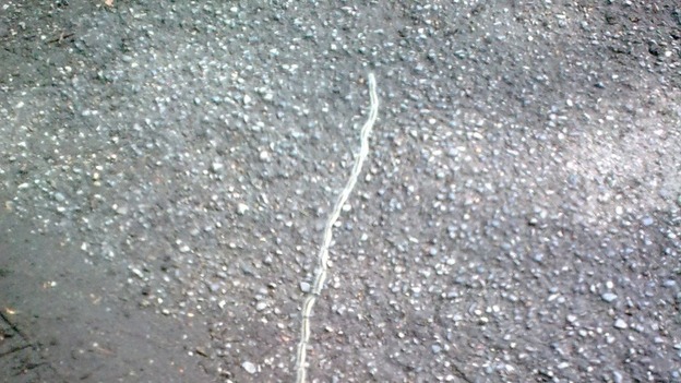Oak Processionary Moth