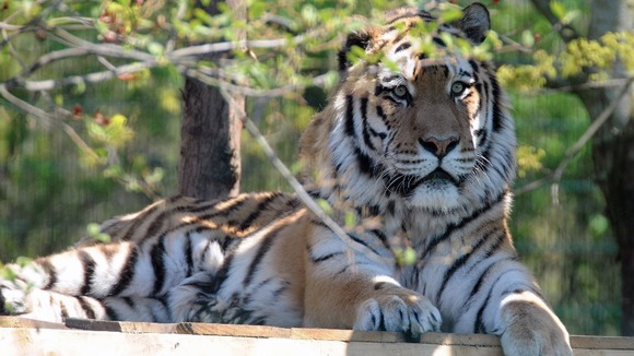 Zambar the Amur tiger enjoying the warm weather