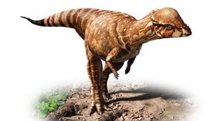 Acrotholus left no clues to its existence other than its thickened skull