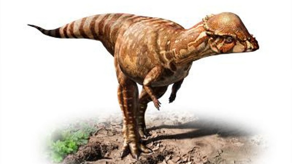 Acrotholus left no clues to its existence other than its thickened skull