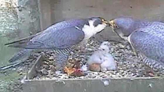 Chicks