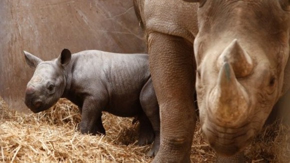 Mother and baby rhinos
