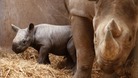 Mother and baby rhinos