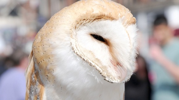 Three times more Barn Owls perished due to cold snap last year