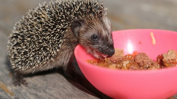 The number of hedgehogs are disappearing as fast as the tiger - dropping from 36 million in 1950 to just one million